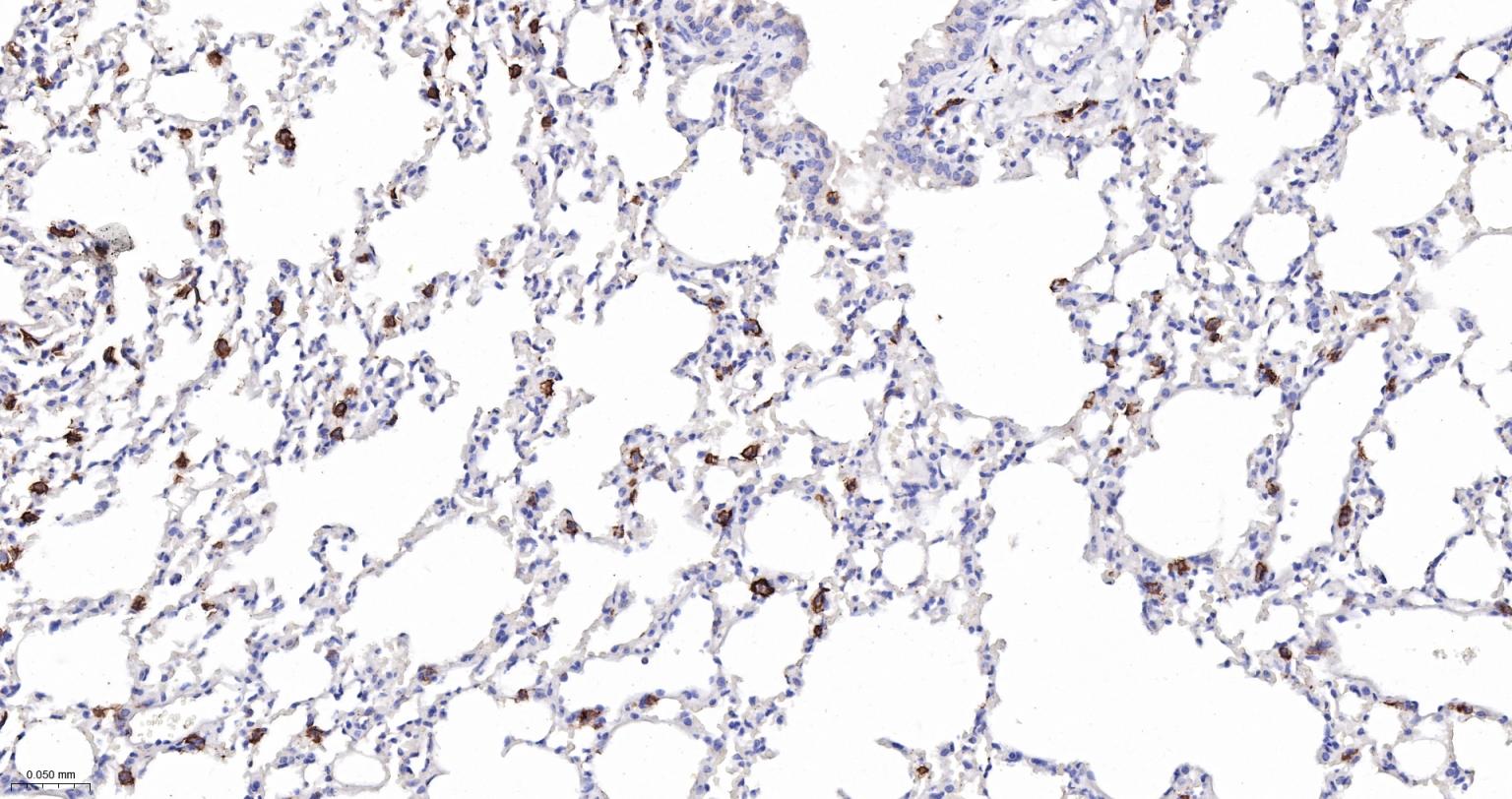 整合素αX重组兔单抗-bsm-55624R