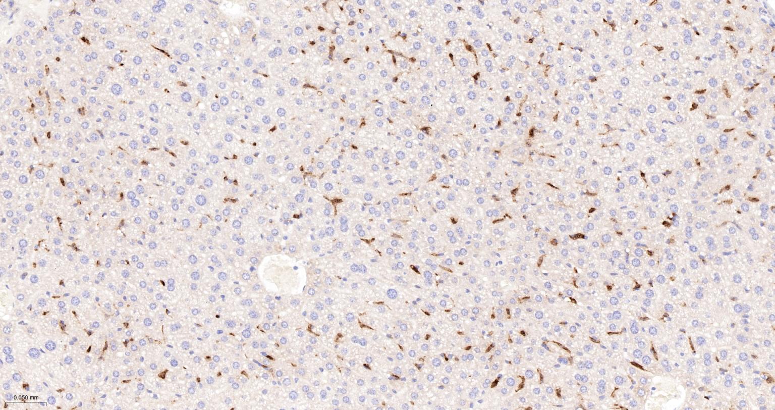 血红素氧合酶 1抗体