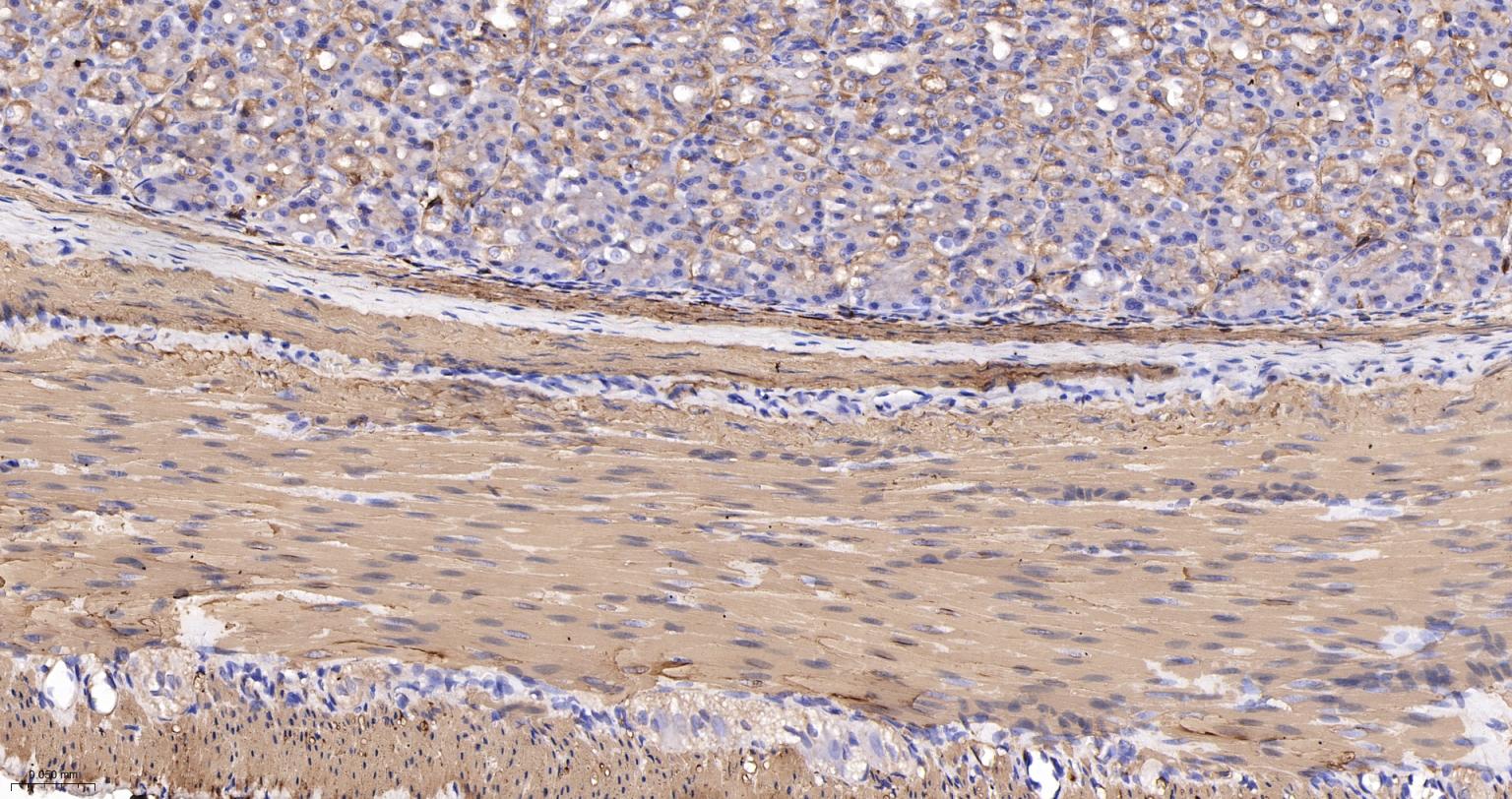 肌动蛋白α/α-SMA/α Actin单克隆抗体-bsm-33187M