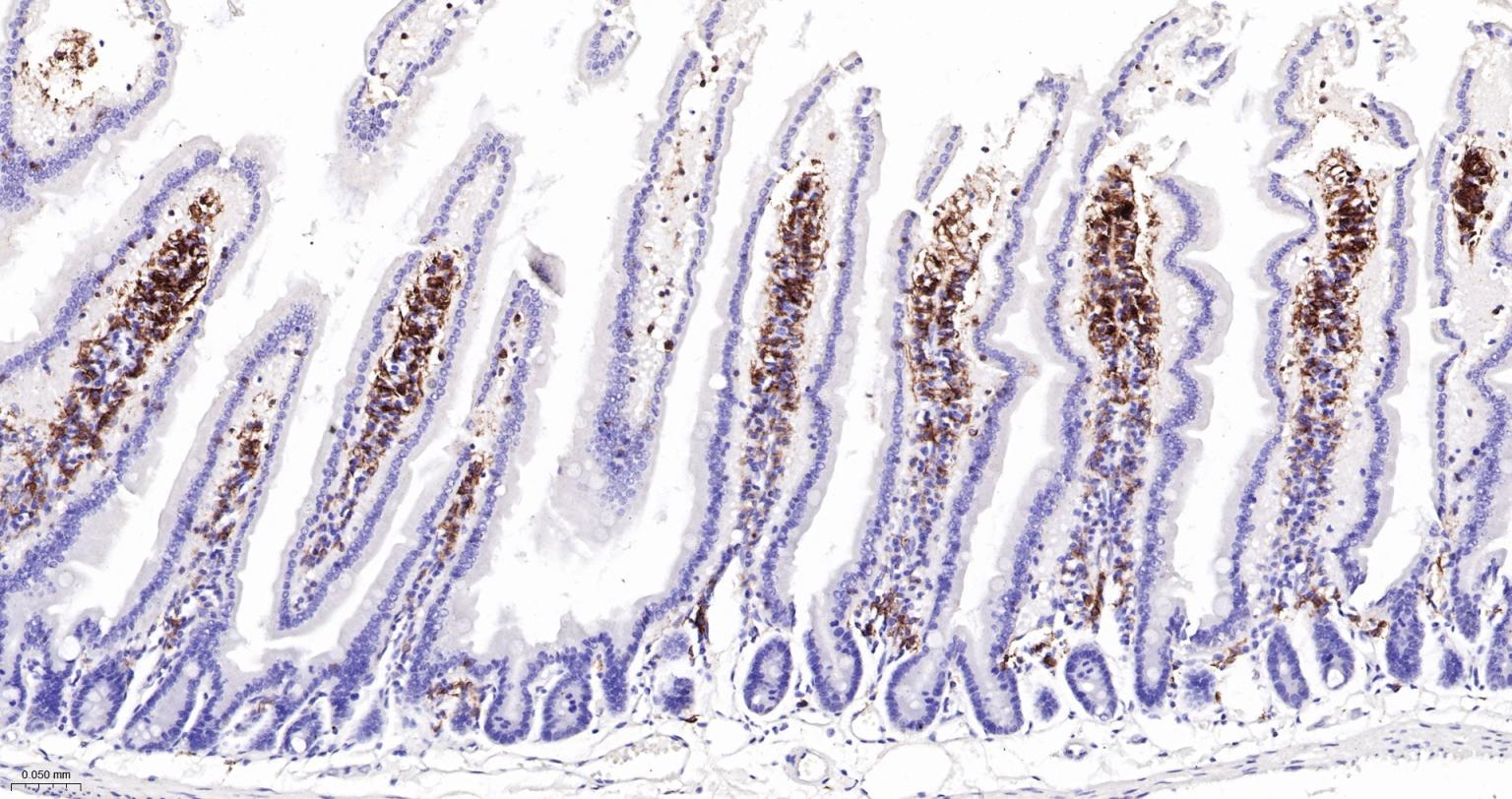 整合素αX重组兔单抗-bsm-55624R