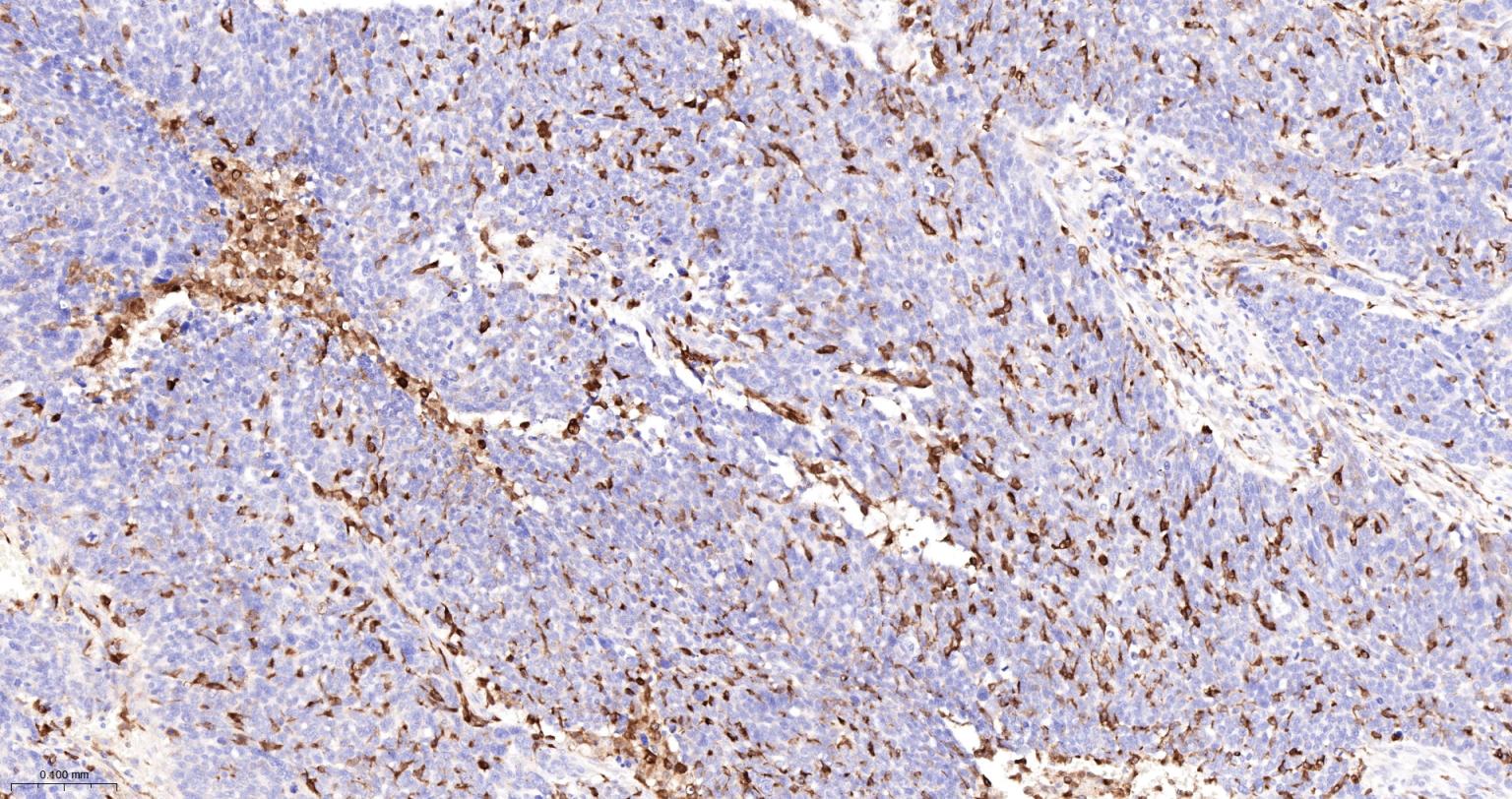 血红素氧合酶 1抗体