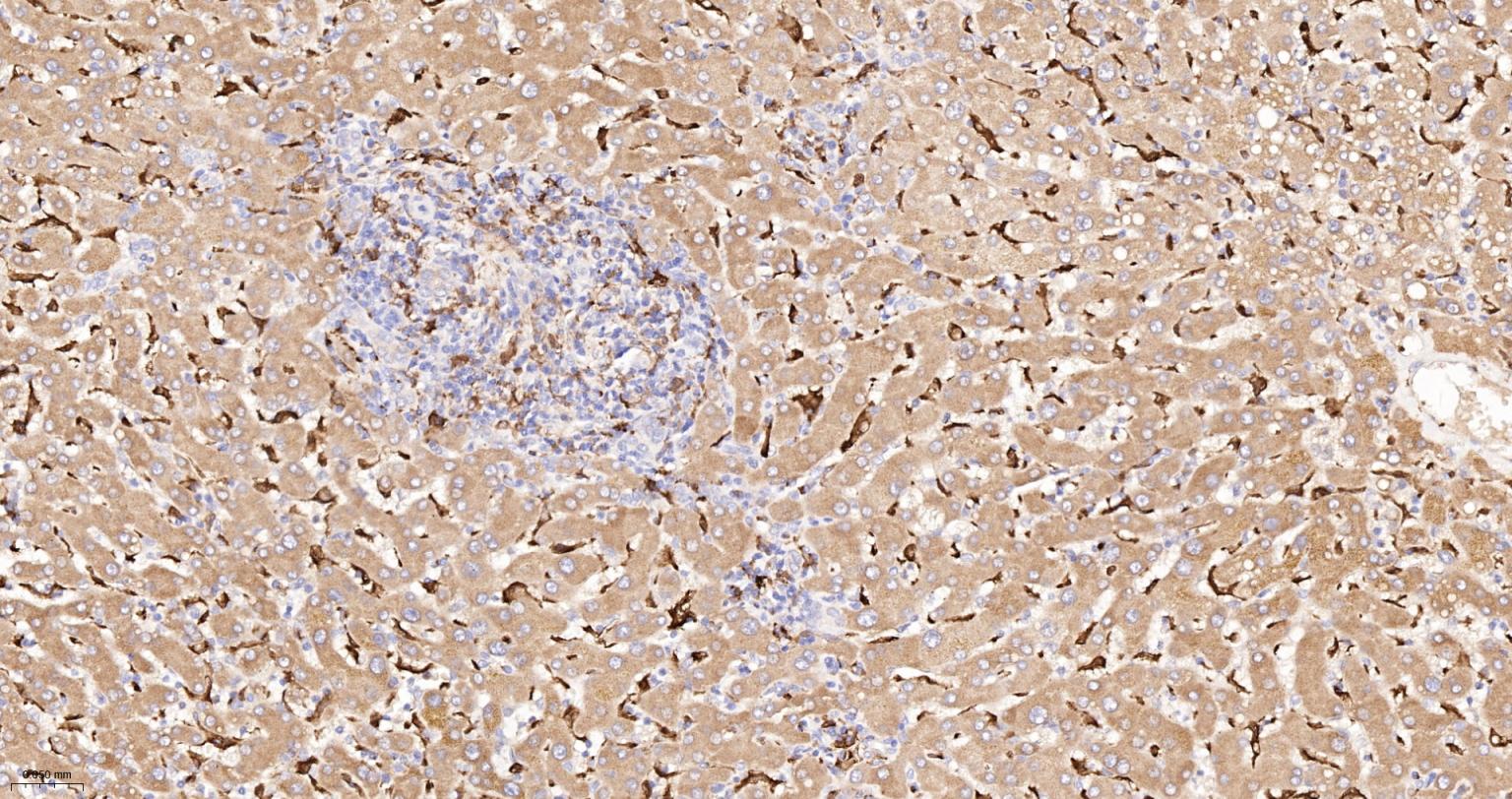 血红素氧合酶 1抗体