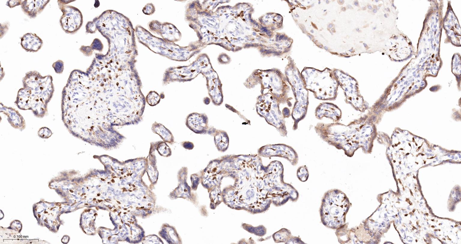 血红素氧合酶 1抗体