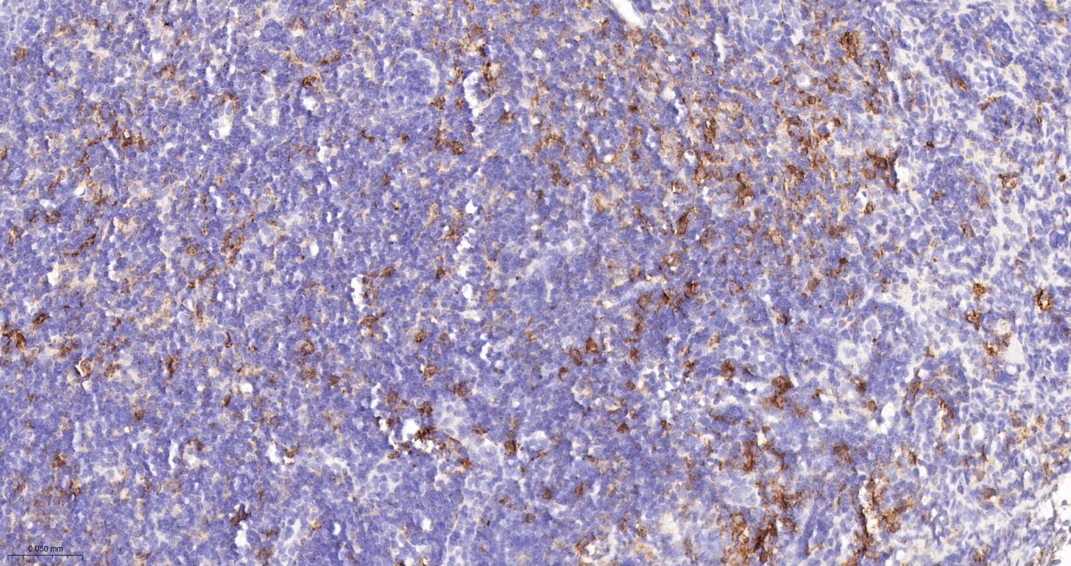 整合素αX重组兔单抗-bsm-55624R