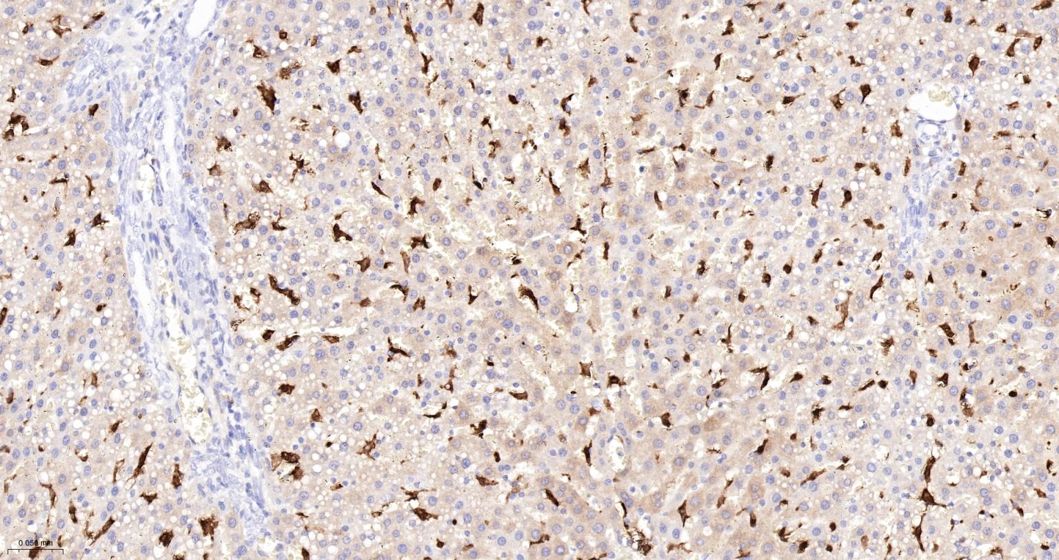 血红素氧合酶 1抗体