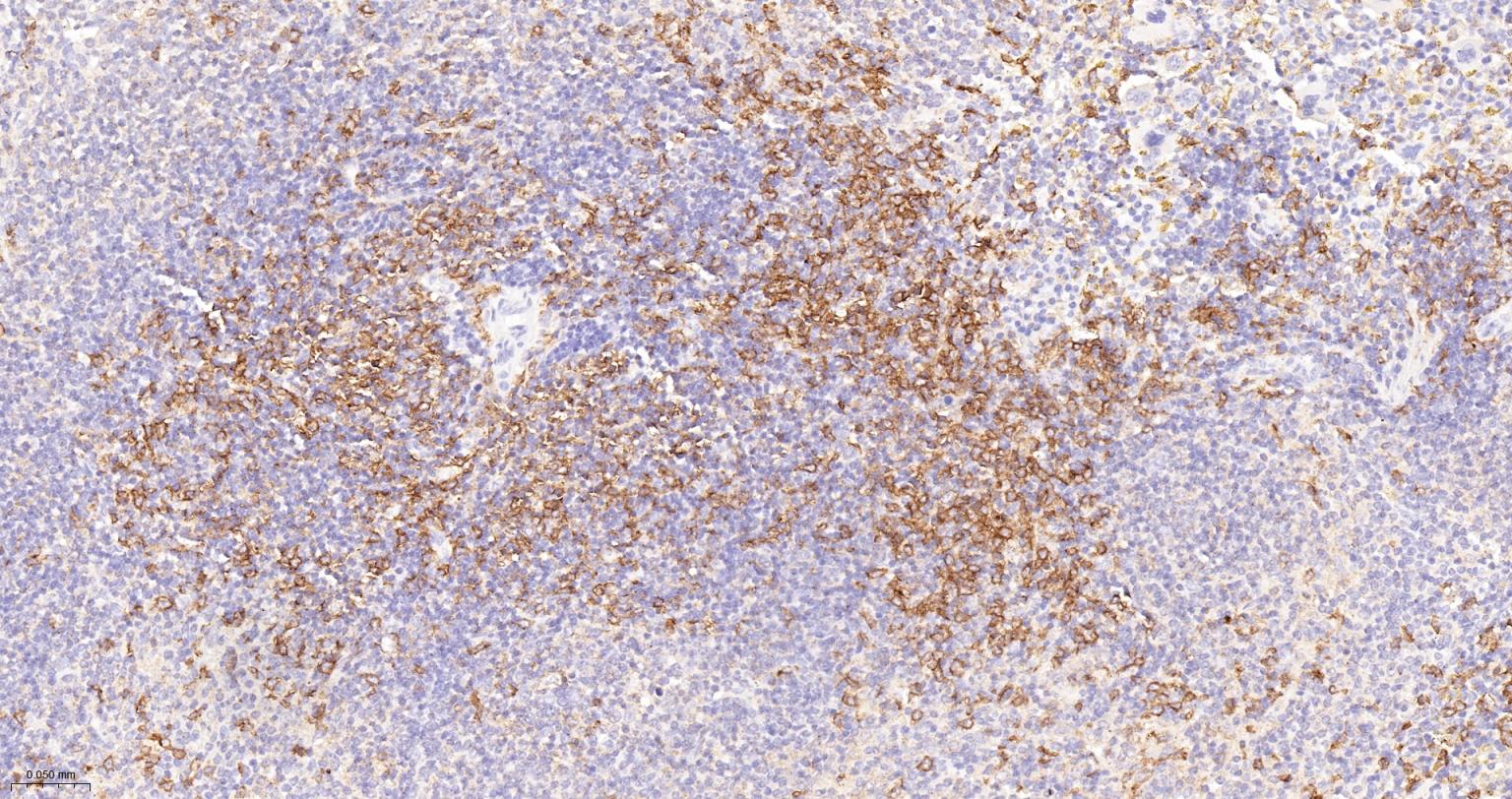 整合素αX重组兔单抗-bsm-55624R