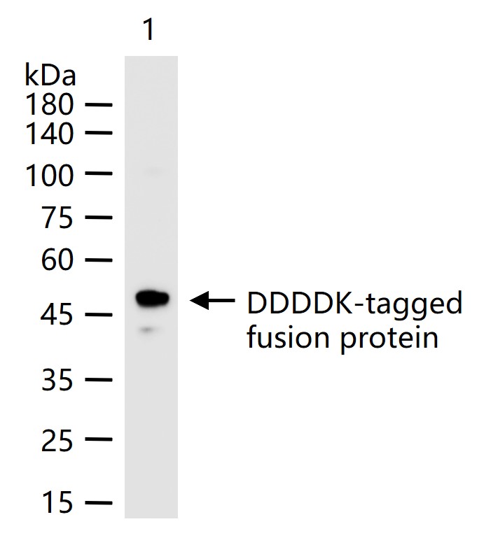 Flag Tag标签重组兔单克隆抗体