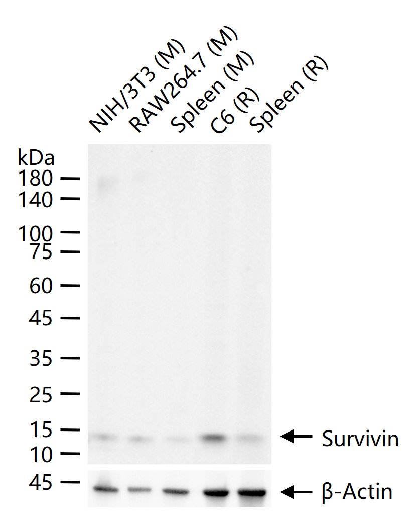 细胞凋亡抑制因子重组兔单抗