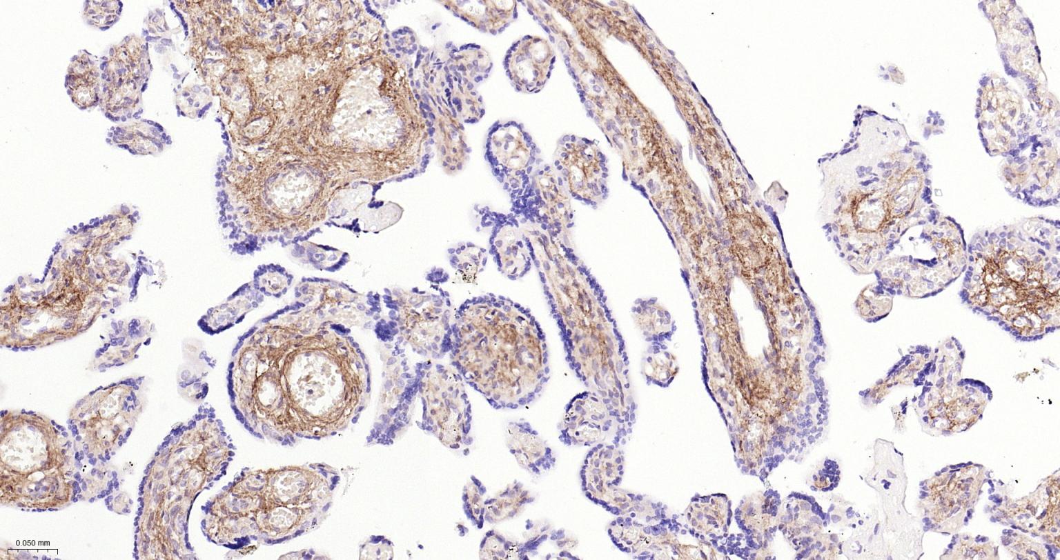 I型胶原重组兔单抗