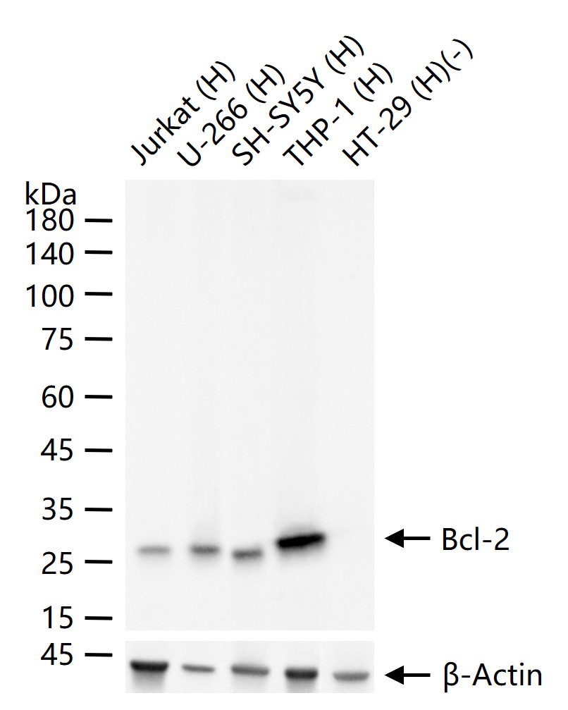 Bcl-2重组兔单抗