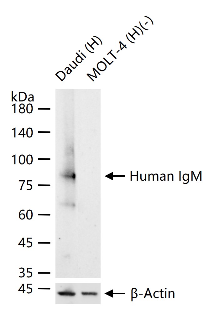 人IgM重组兔单抗
