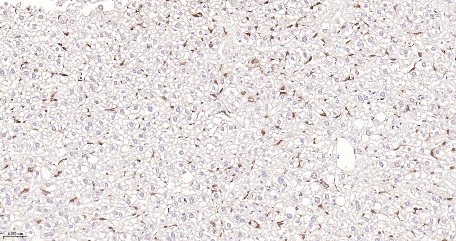 离子钙接头蛋白单克隆抗体-bsm-54132R