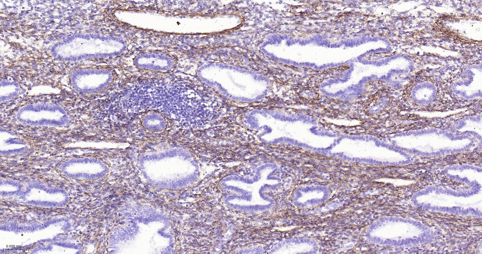 I型胶原重组兔单抗