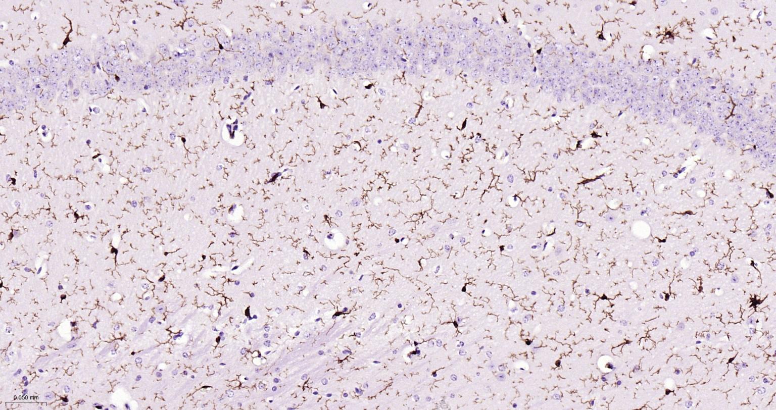 离子钙接头蛋白单克隆抗体-bsm-54132R