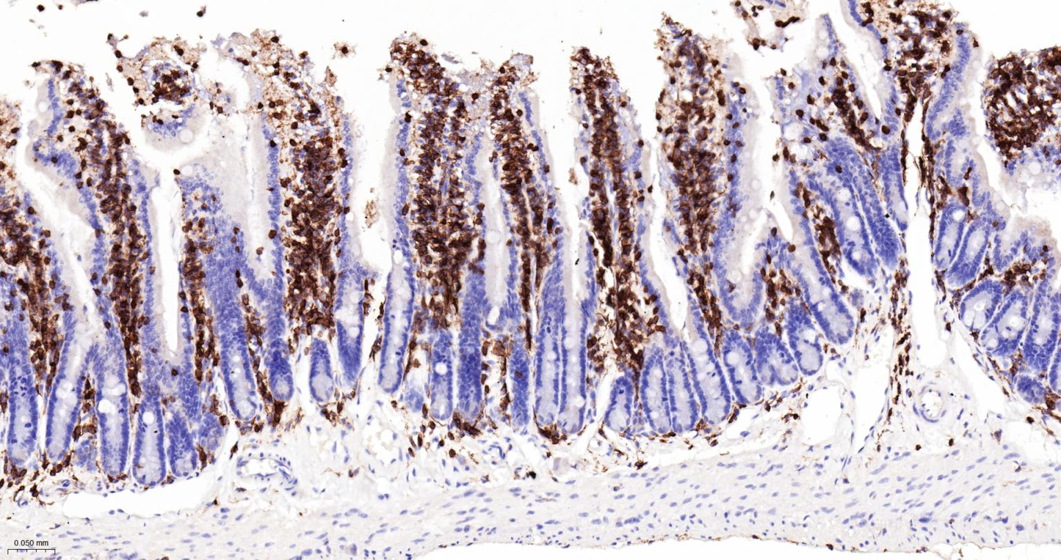 白细胞共同抗原抗体-bs-10602R