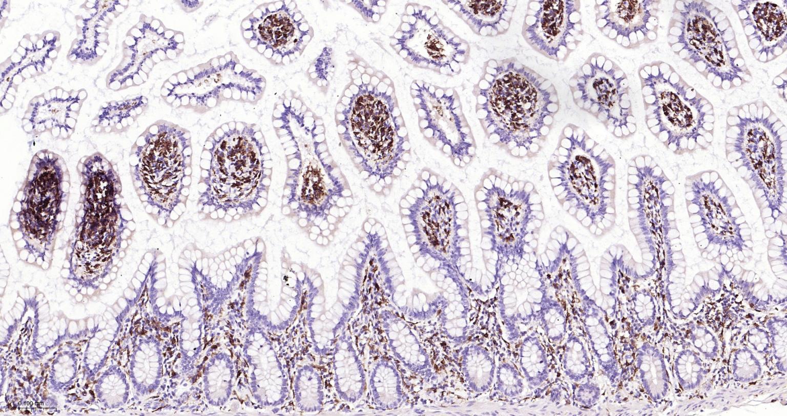 离子钙接头蛋白单克隆抗体-bsm-54132R
