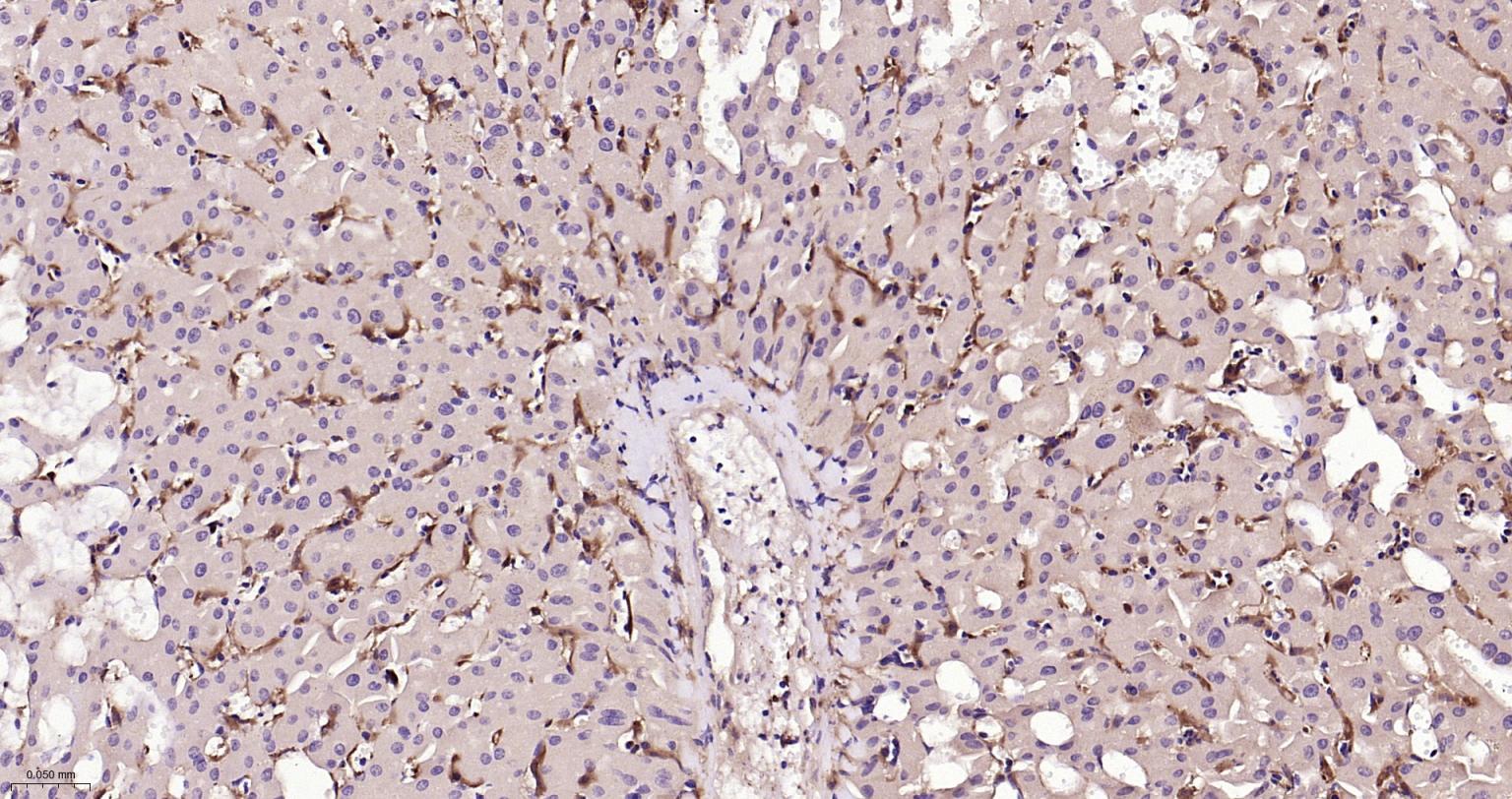 离子钙接头蛋白单克隆抗体-bsm-54132R