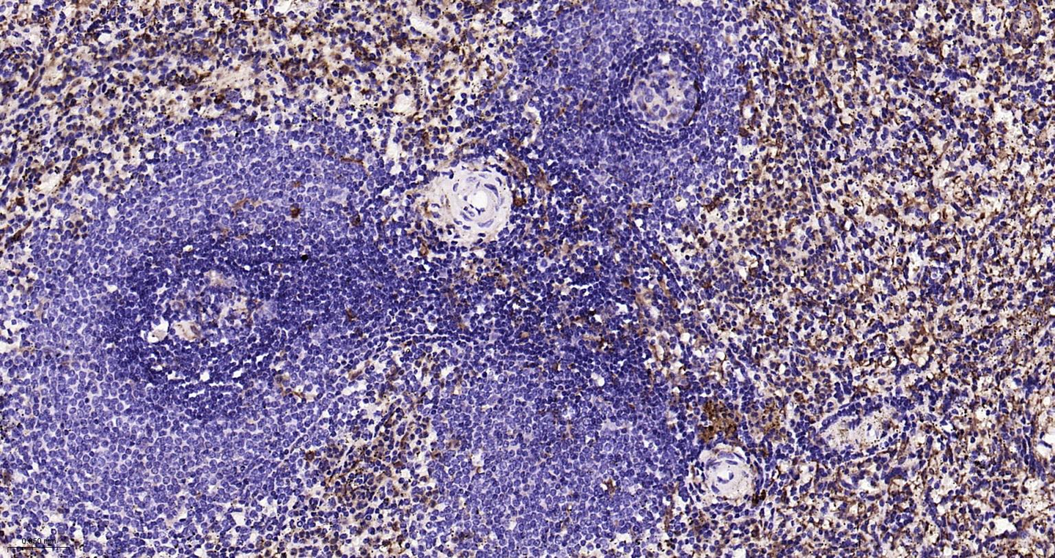 离子钙接头蛋白单克隆抗体-bsm-54132R