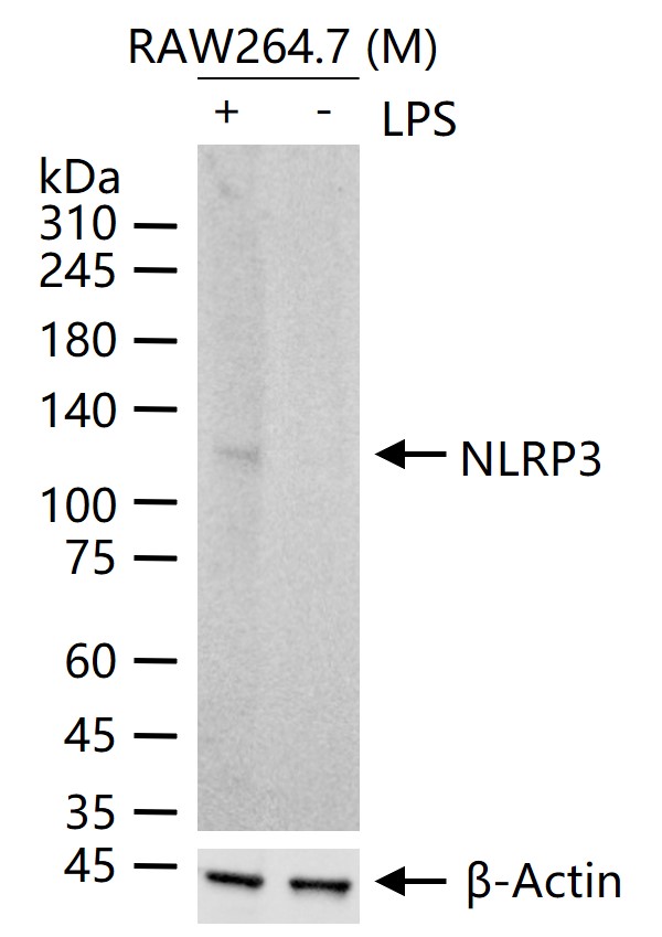 NLRP3 Recombinant Rabbit mAb (一抗) - WB | Bioss