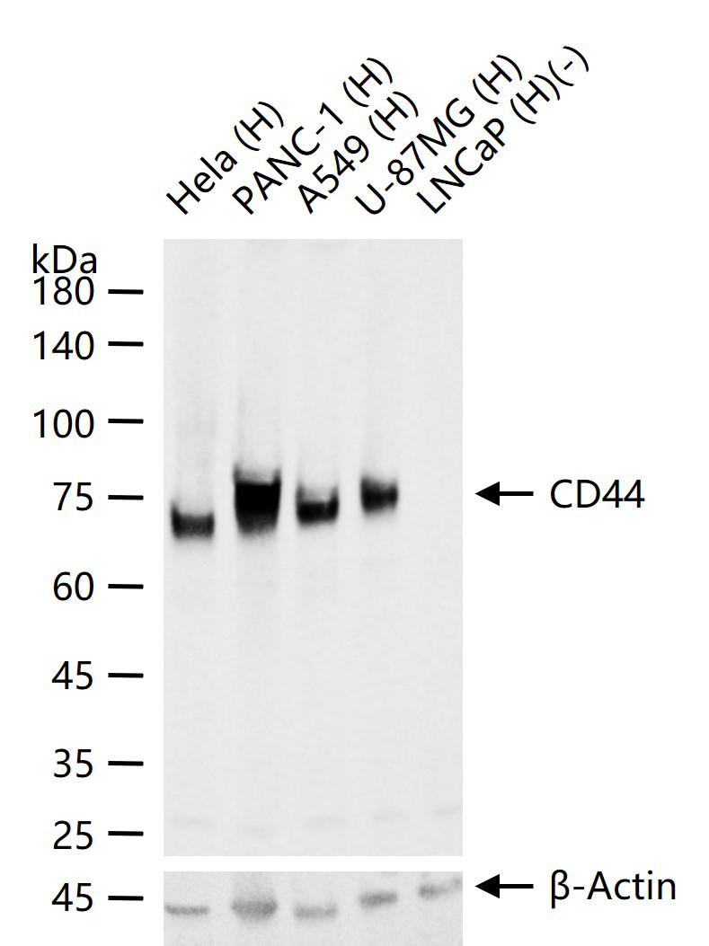 CD44抗体重组兔单抗