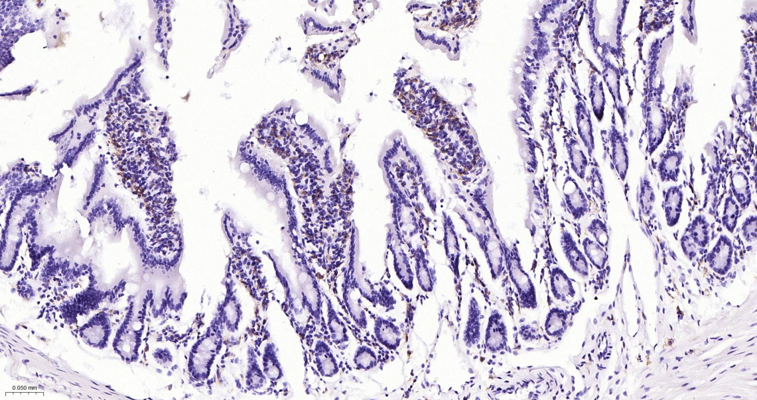 离子钙接头蛋白单克隆抗体-bsm-54132R