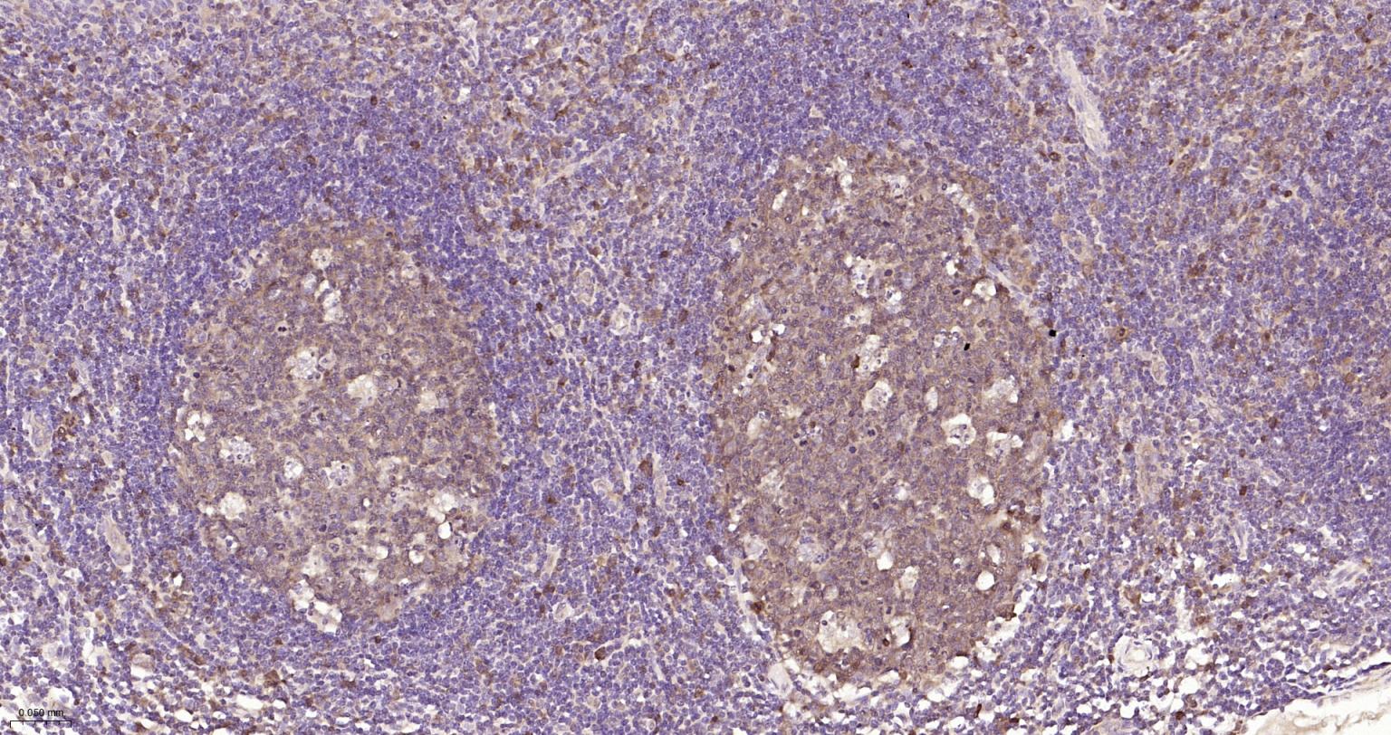 半胱胺酸蛋白酶蛋白-3重组兔单抗