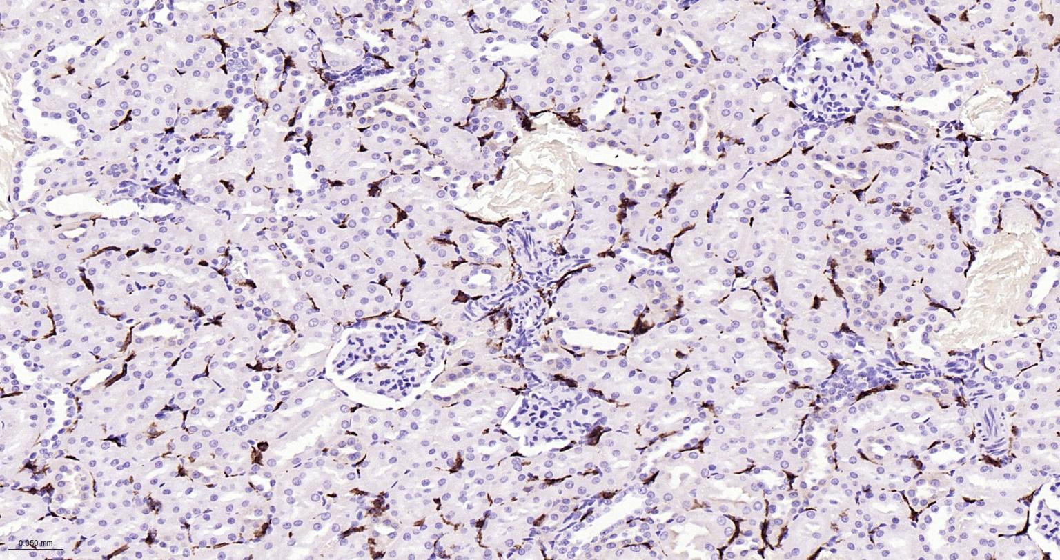 离子钙接头蛋白单克隆抗体-bsm-54132R