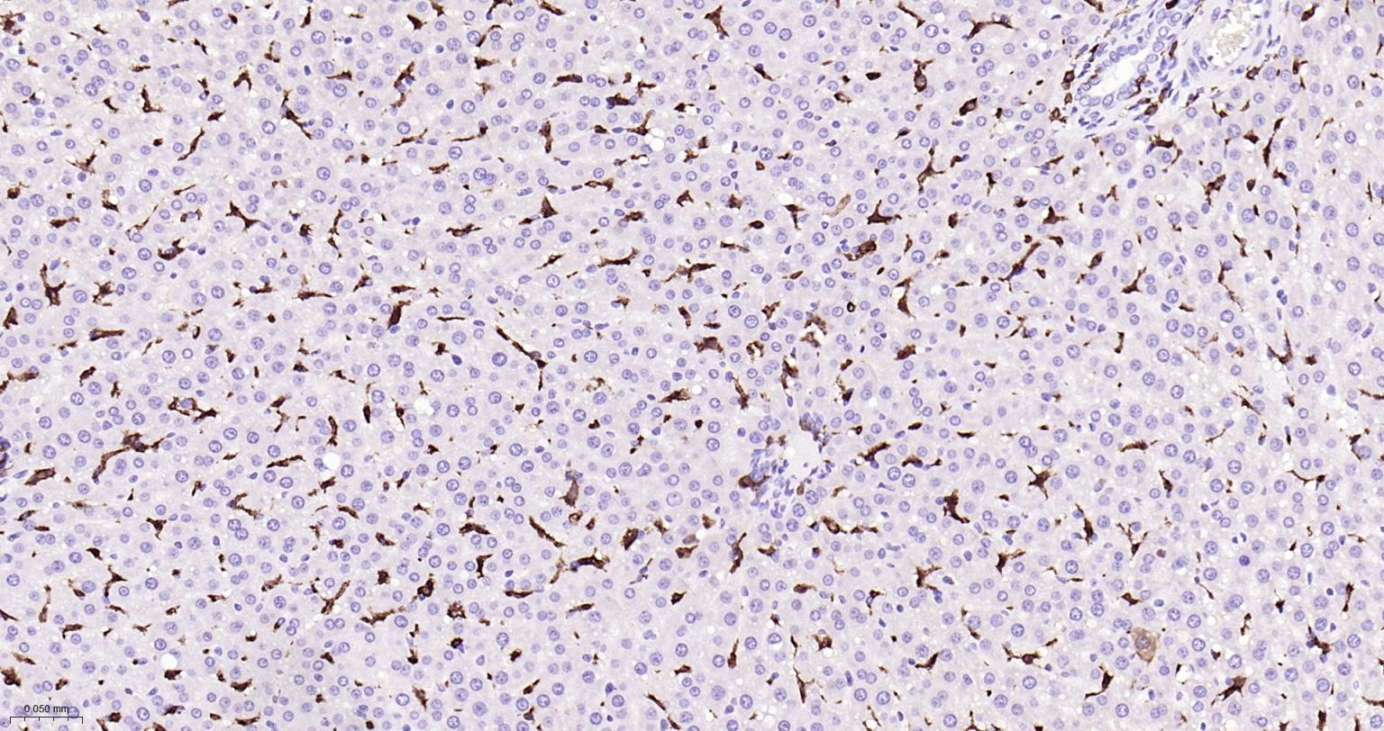 离子钙接头蛋白单克隆抗体-bsm-54132R