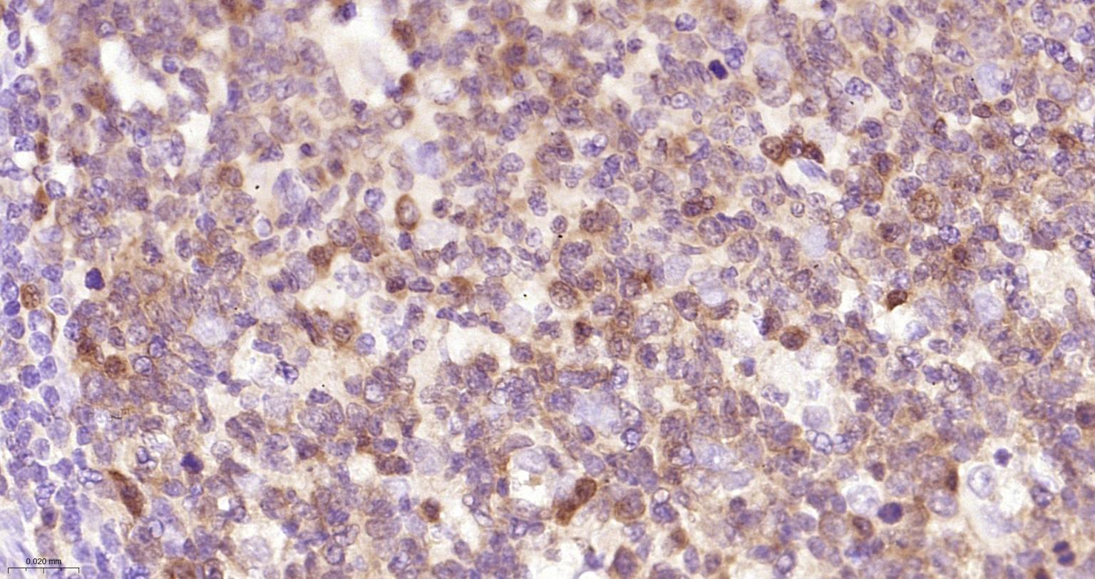 半胱胺酸蛋白酶蛋白-3单克隆抗体-bsm-55032M