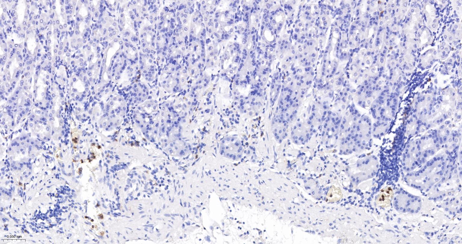 整合素αM单克隆抗体