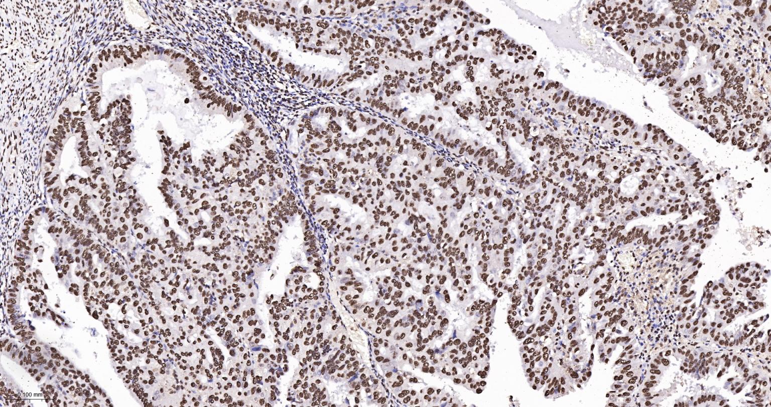扑克蒙蛋白重组兔单抗