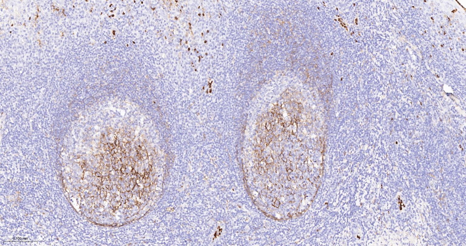 整合素αM单克隆抗体