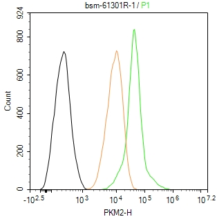 丙酮酸激酶M2重组兔单抗