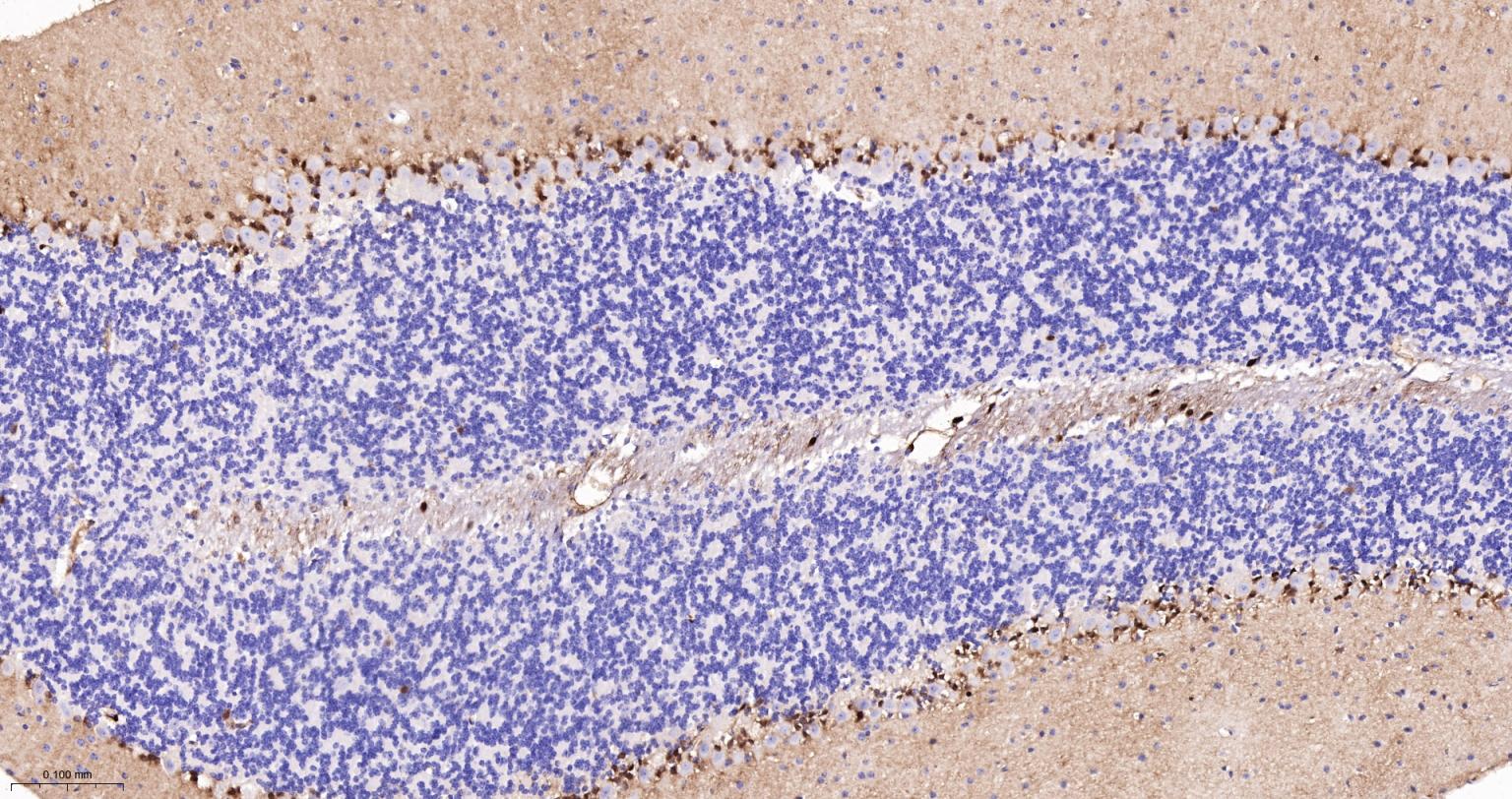 S100钙结合蛋白A6重组兔单抗
