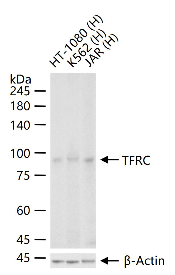 转铁蛋白受体（CD71）抗体