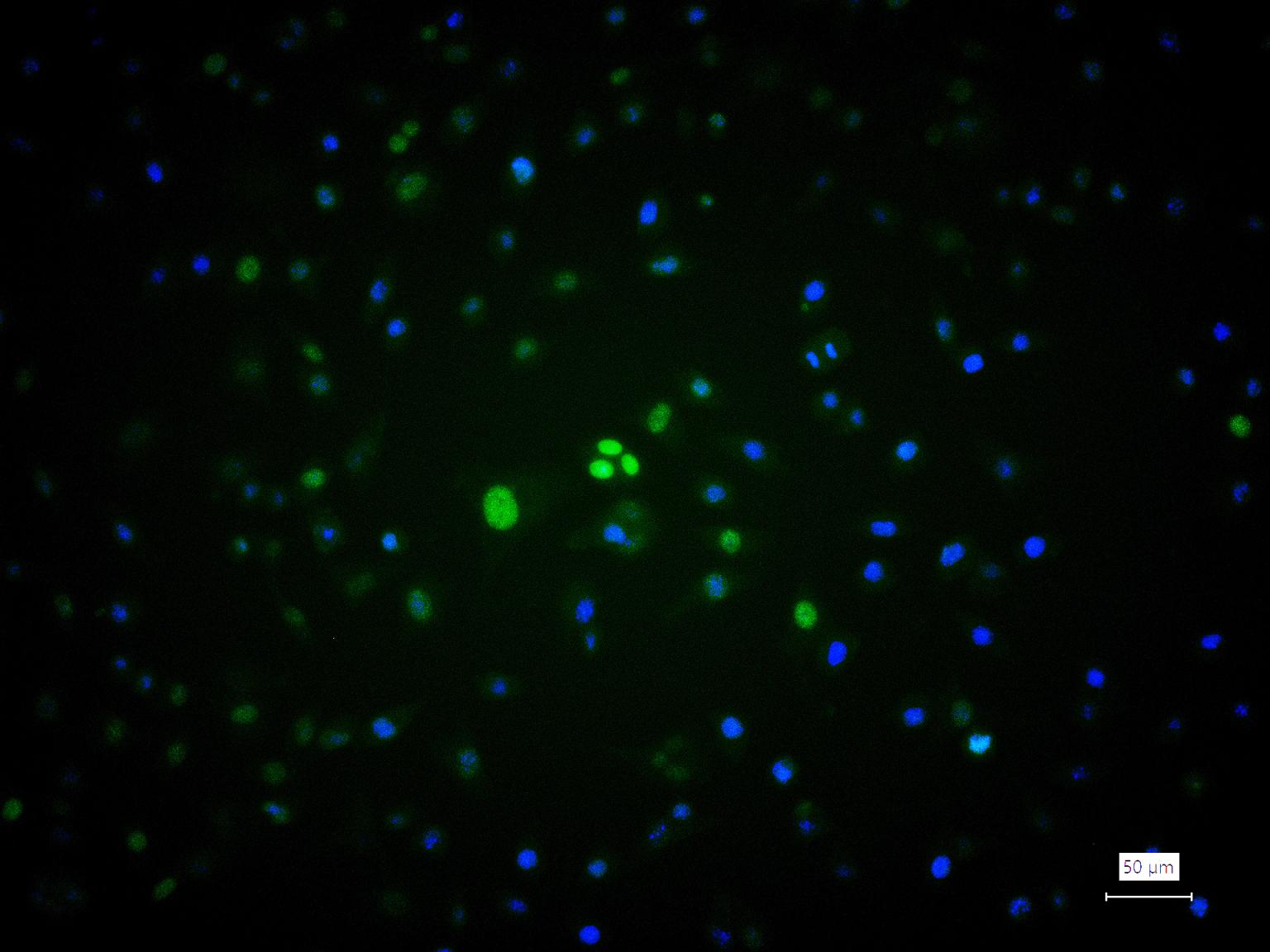 组蛋白H1.0重组兔单抗