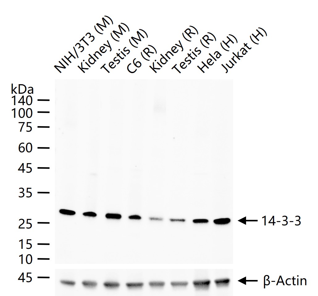 14-3-3 Recombinant Rabbit mAb (一抗) - WB,Flow-Cyt | Bioss
