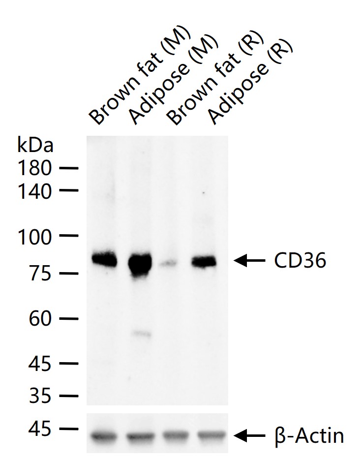 CD36重组兔单抗