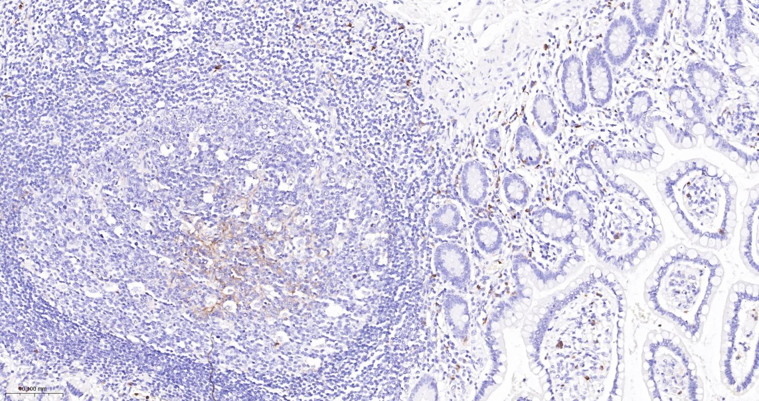 整合素αM单克隆抗体