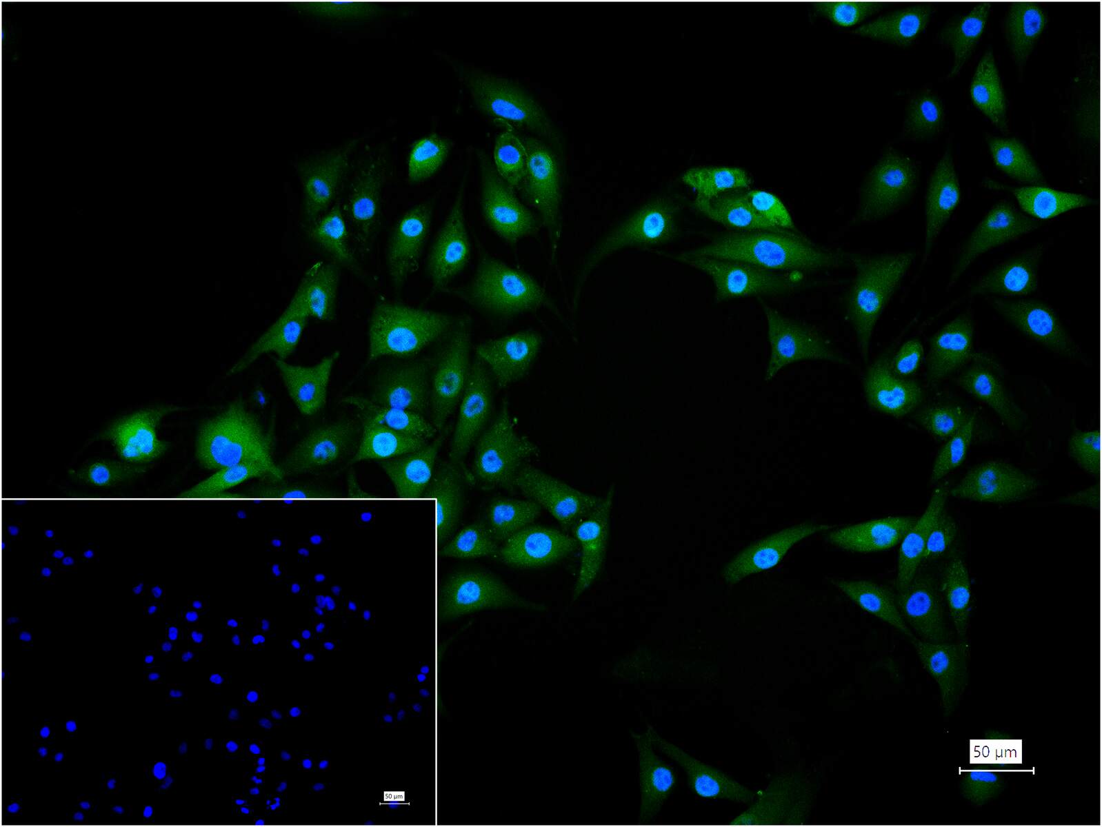 转录因子SOX10重组兔单抗