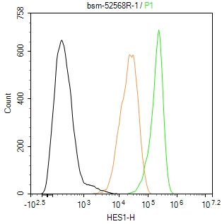 转录因子HES-1重组兔单抗-bsm-52568R