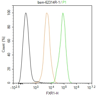 RNA结合蛋白 FXR1 重组兔单抗-bsm-62314R