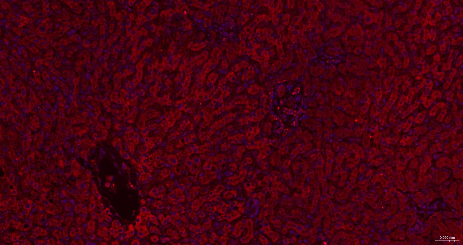 内质网核信号转导蛋白a1抗体-bs-8680R