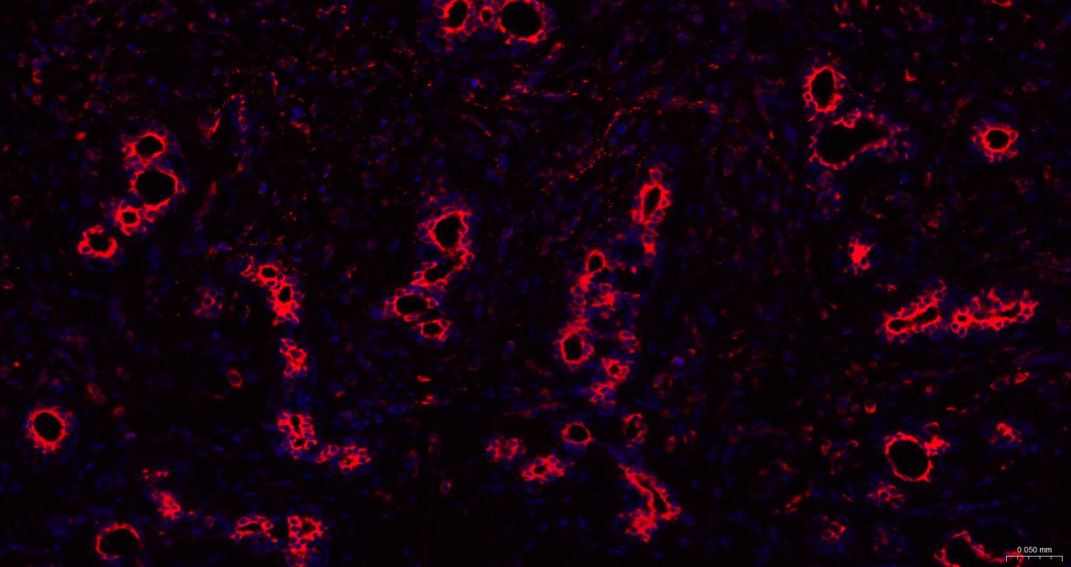 细胞角蛋白18抗体-bs-2043R