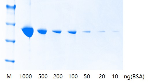 考马斯亮蓝快速染色液
