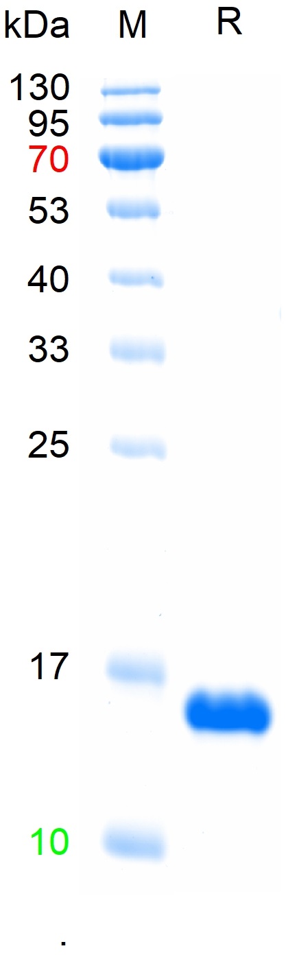 Recombinant rat IFN Gamma protein, C-His (重组蛋白) | Bioss