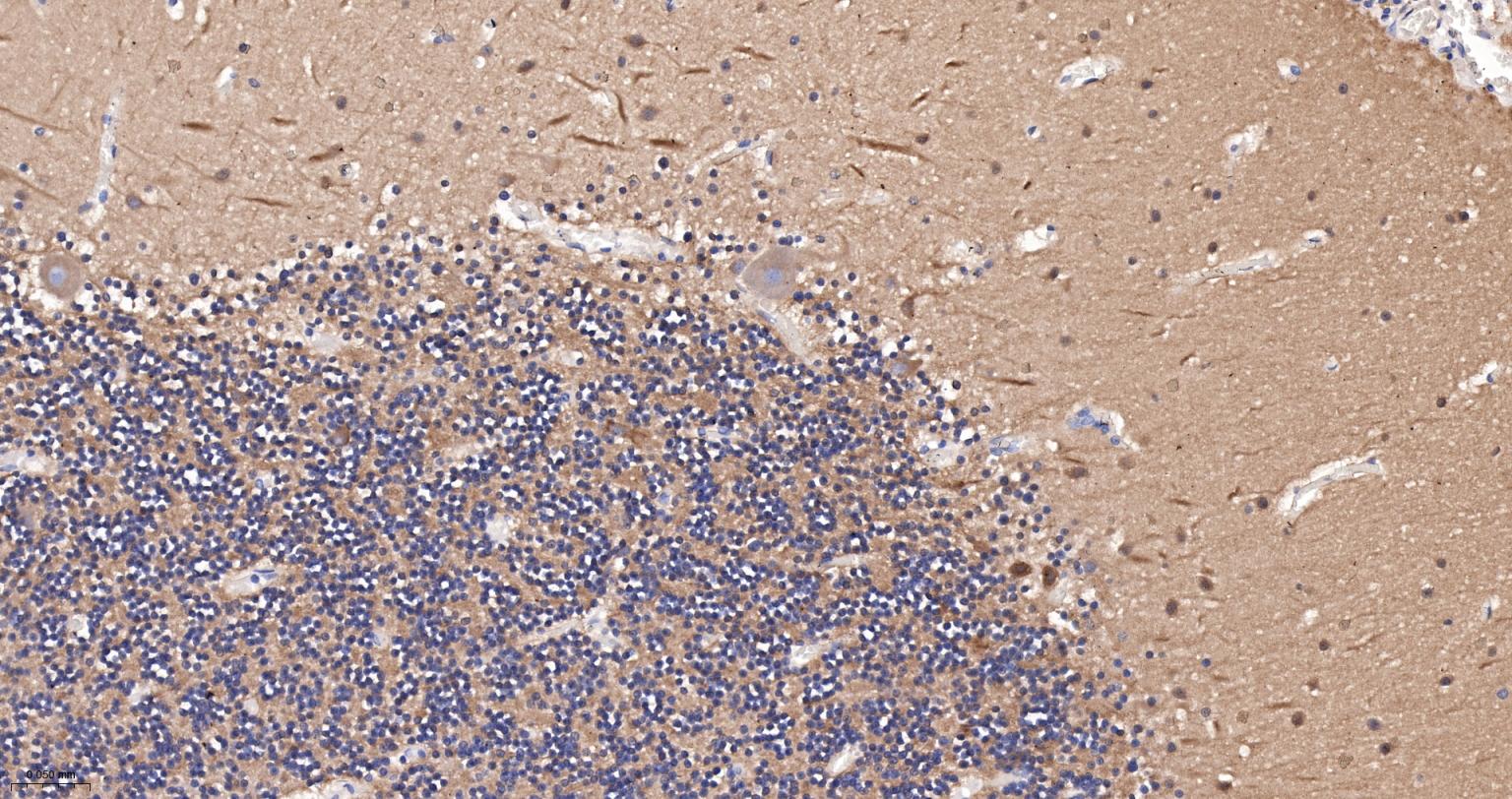 微管蛋白α/Tubulin α/α-tubulin单克隆抗体