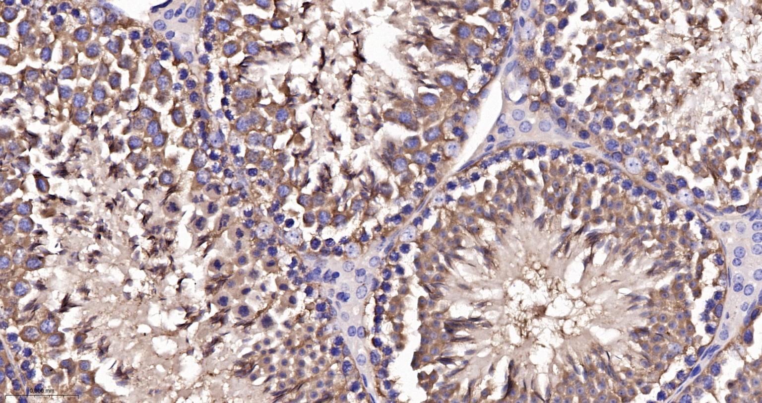 微管蛋白α/Tubulin α/α-tubulin单克隆抗体