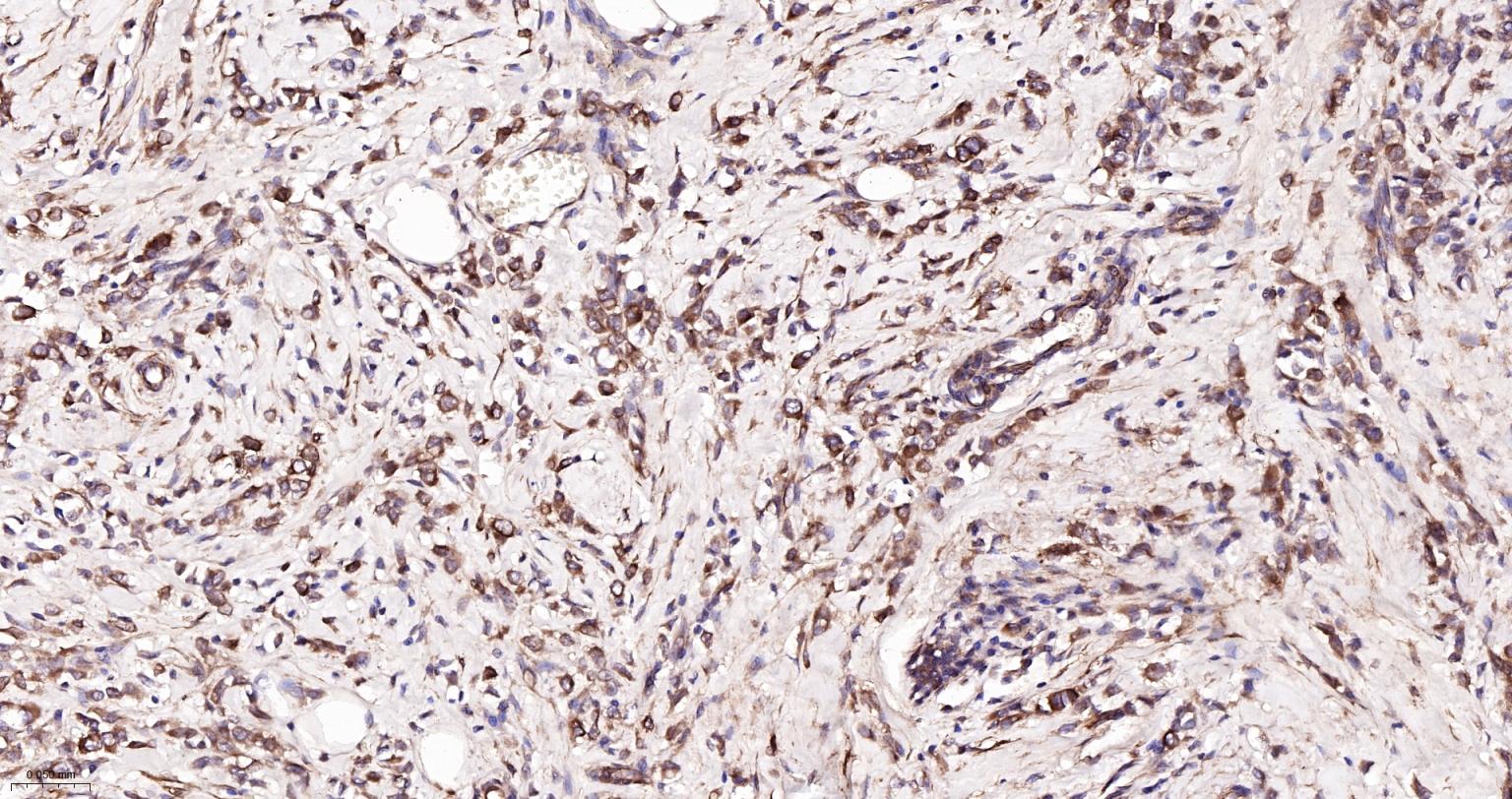 微管蛋白α/Tubulin α/α-tubulin单克隆抗体