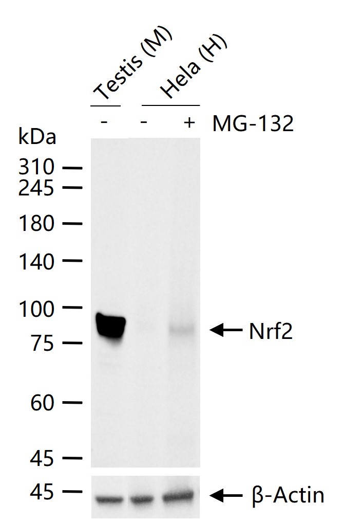 Nrf2 Rabbit pAb (一抗) - WB,IHC-P,IHC-F,IF,Flow-Cyt,ICC/IF | Bioss